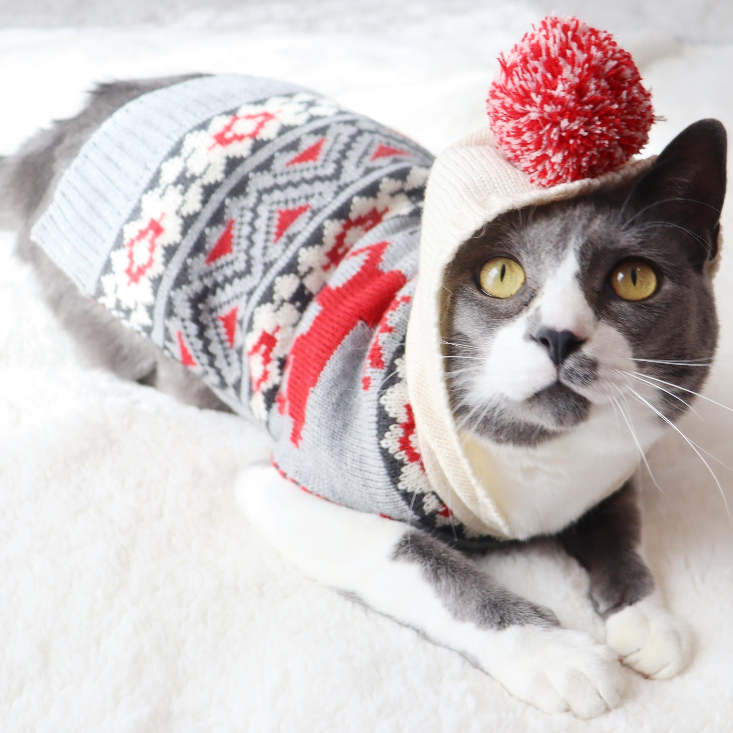 Elixir- Over the Top Loving Cat!, a Adoptable Domestic Short Hair in League City, TX image 5/6