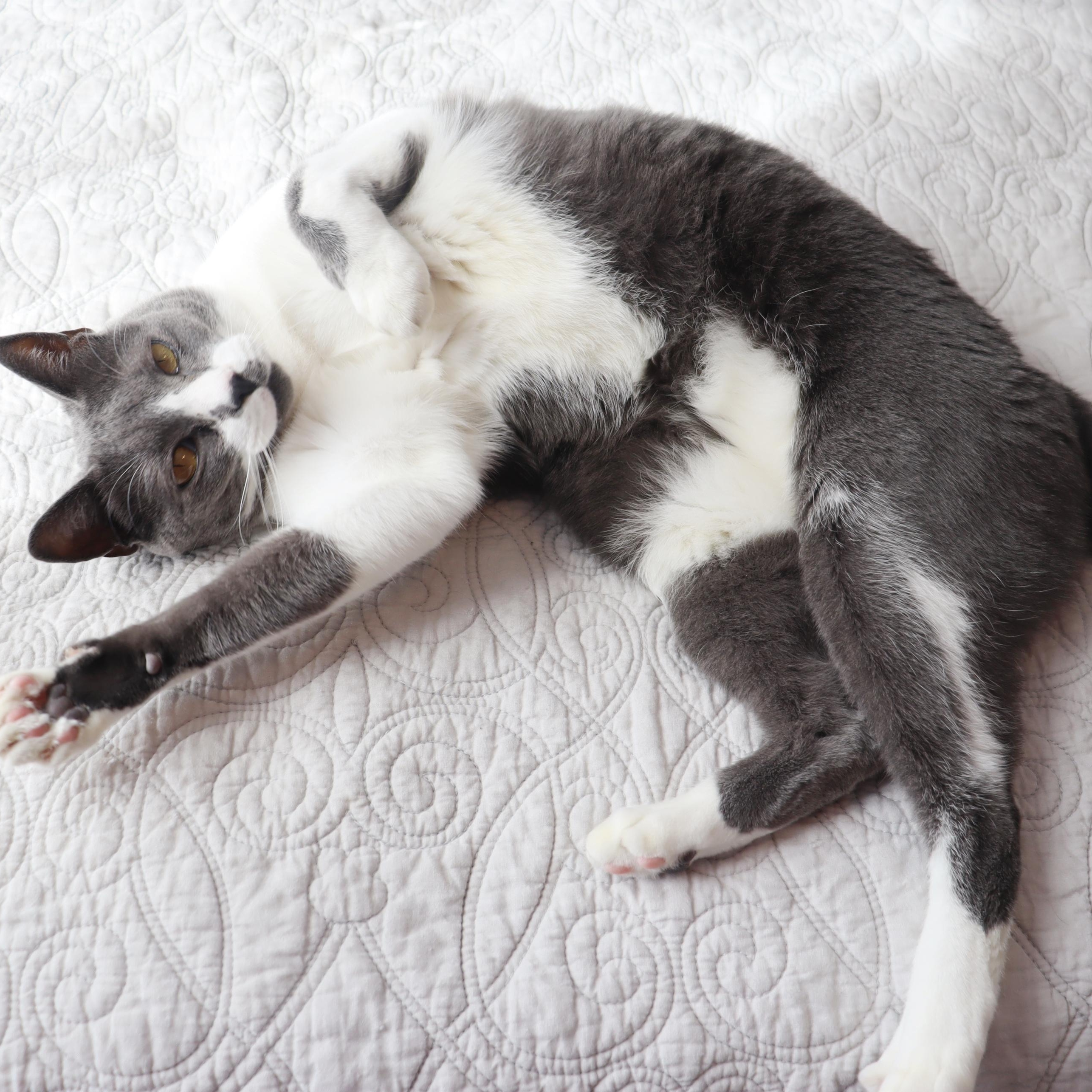 Elixir- Over the Top Loving Cat!, a Adoptable Domestic Short Hair in League City, TX image 6/6