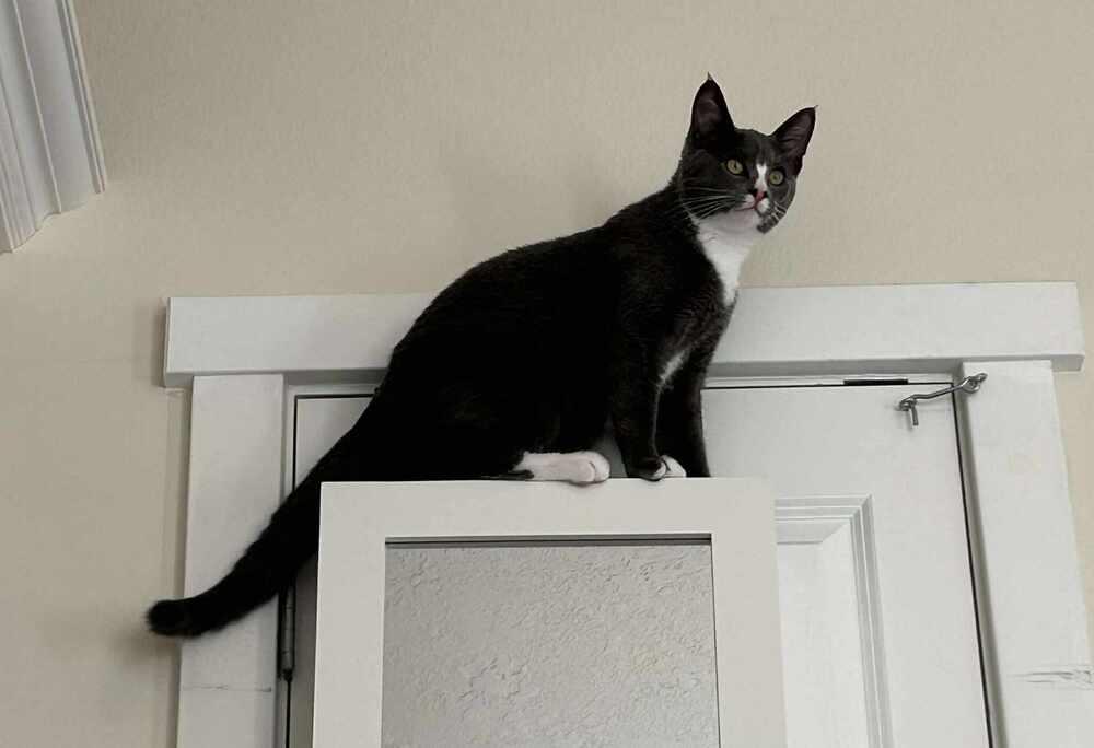 Enlarge Noble, a Adoptable mixed breed in Lebanon, OR image 1/2