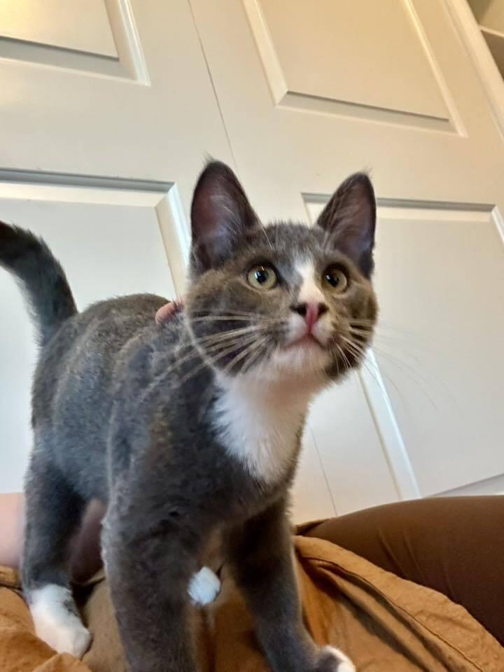 Enlarge Noble, a Adoptable mixed breed in Lebanon, OR image 2/2