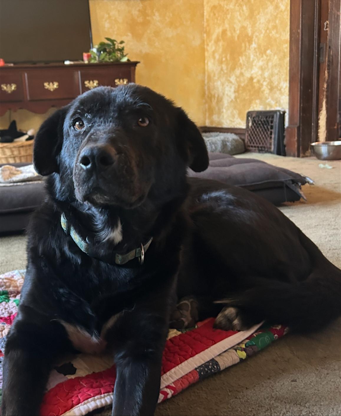 Enlarge CoCo, a ADOPTABLE mixed breed in Leavenworth, KS image 2/3