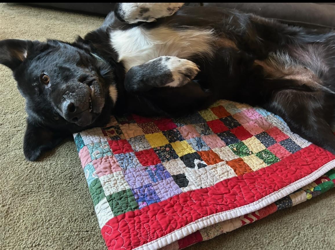 CoCo, ADOPTABLE, Adult Female Labrador Retriever.