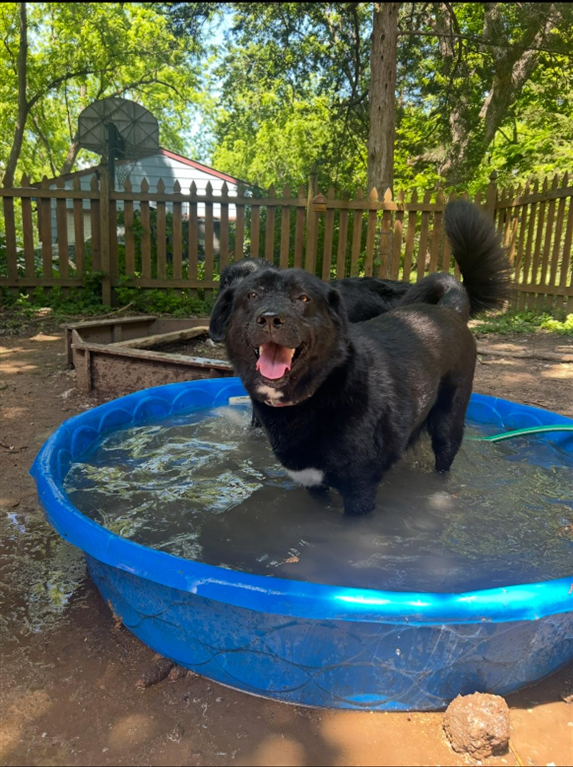 Enlarge CoCo, a ADOPTABLE mixed breed in Leavenworth, KS image 3/3