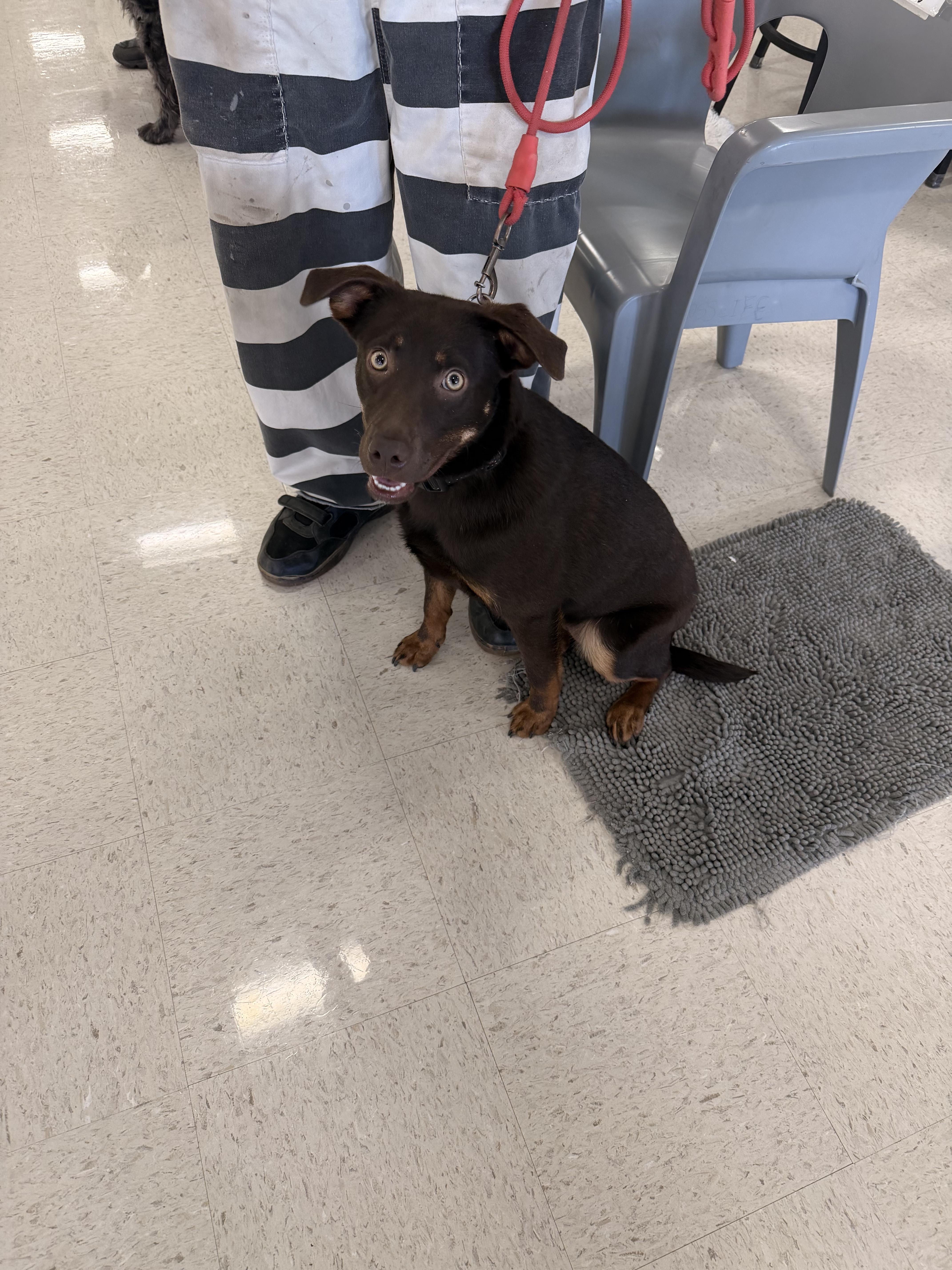 Marissa , ADOPTABLE, Adult Female Australian Shepherd.