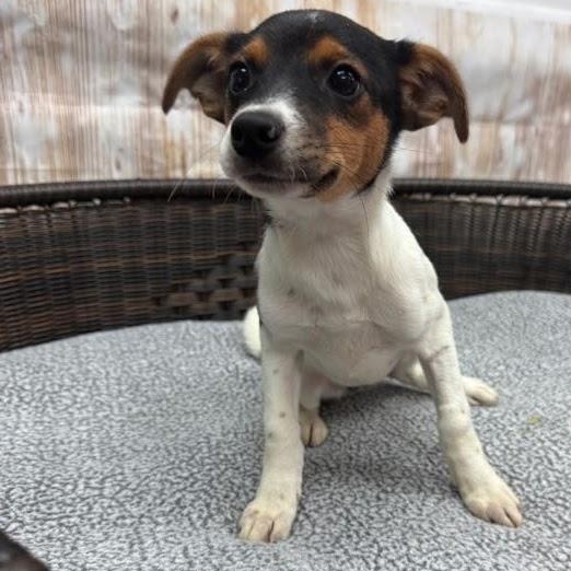 Janis, adopted, Puppy Female Terrier.