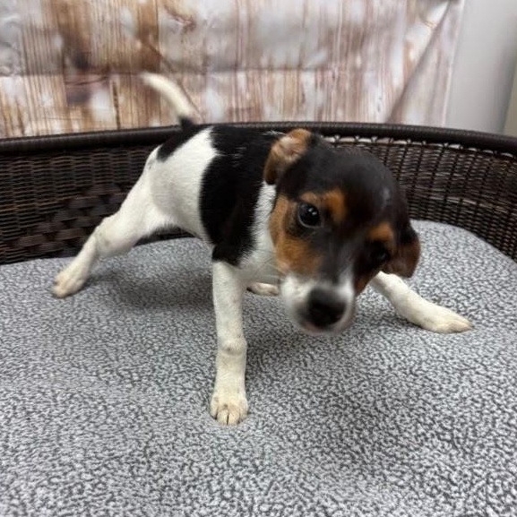 Janis, an adopted Terrier in Neillsville, WI image 2/3