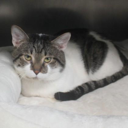 Trooper, Adult Male Domestic Short Hair