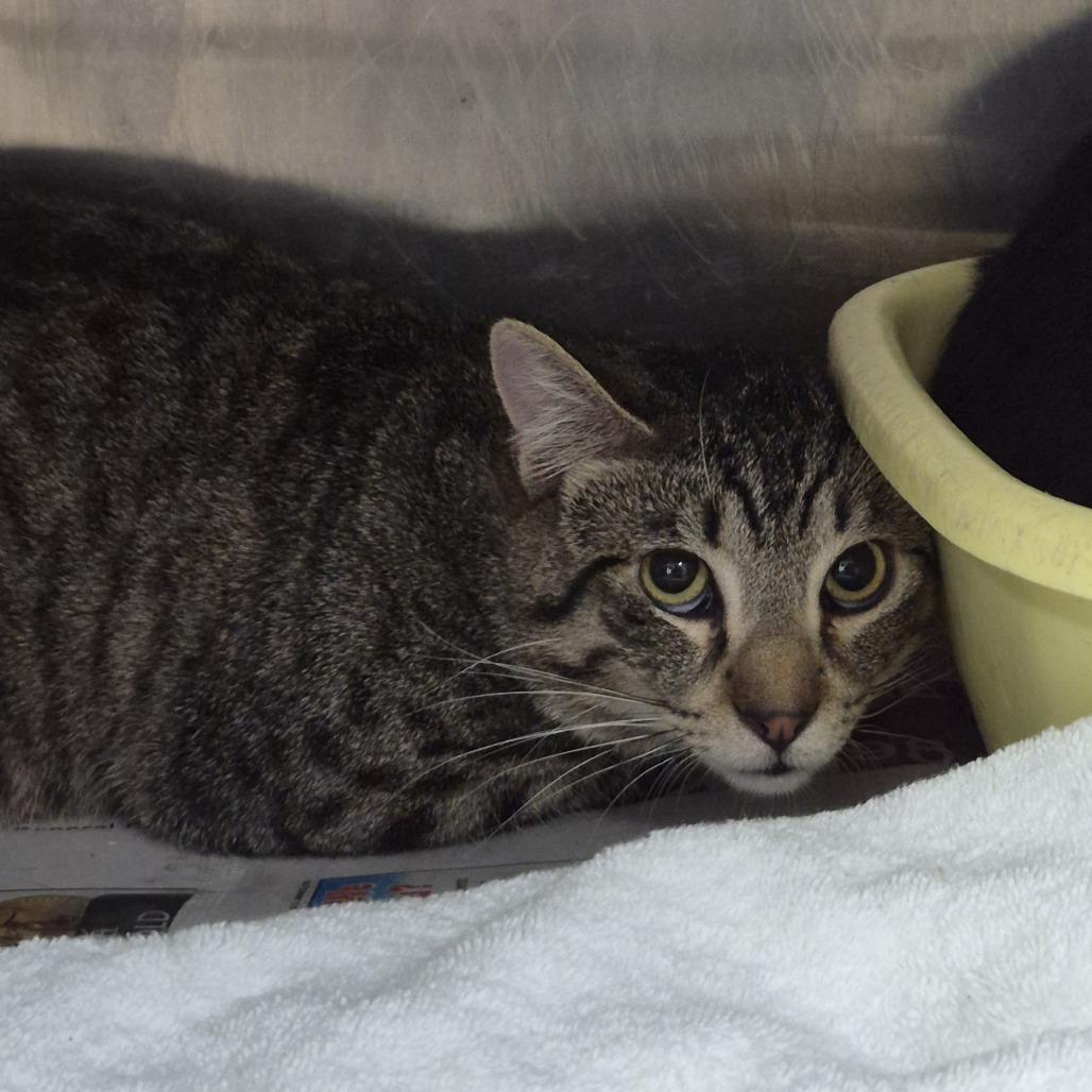 Woody, Adoptable, Young Male Domestic Short Hair.