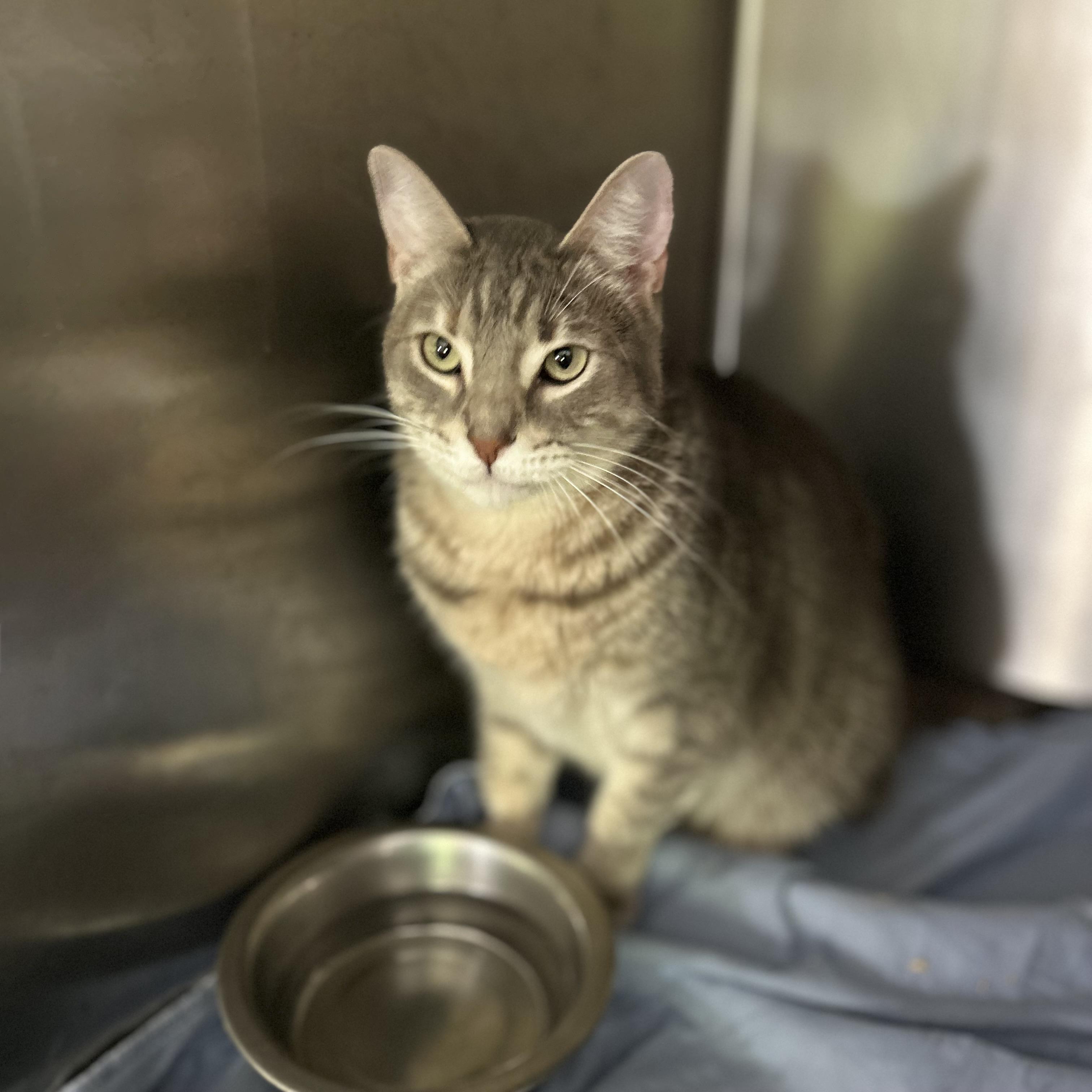 Tequila, a ADOPTABLE Domestic Short Hair in Norwalk, CT image 3/4