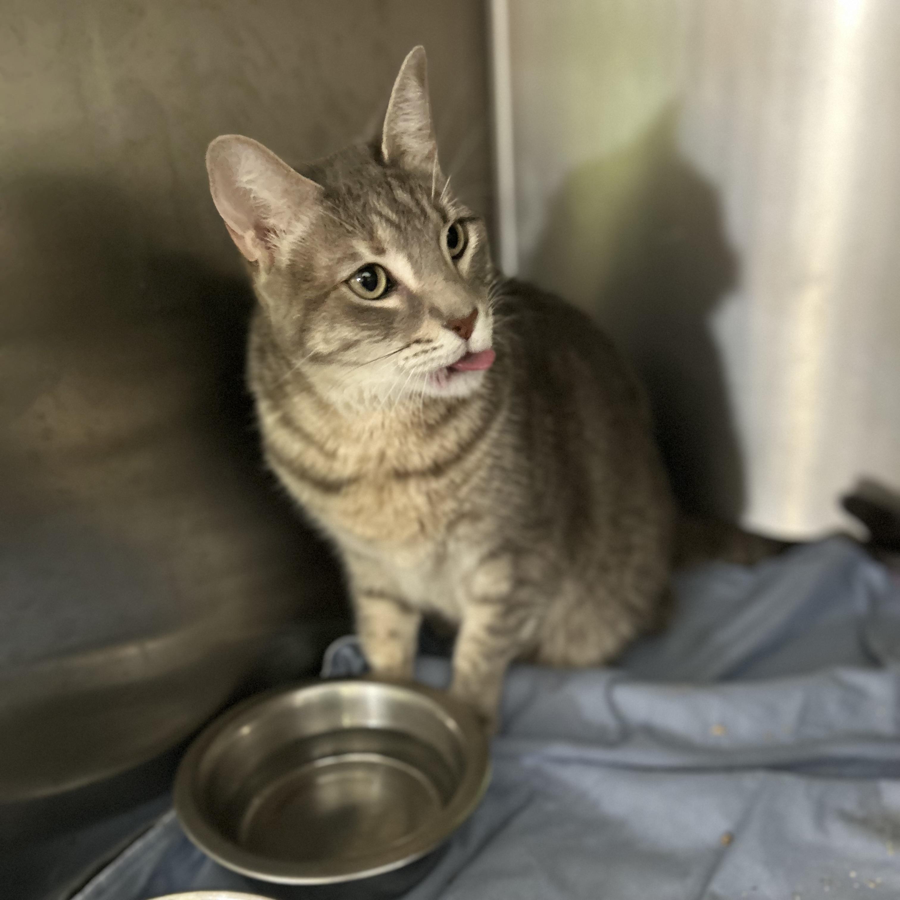 Tequila, a ADOPTABLE Domestic Short Hair in Norwalk, CT image 4/4