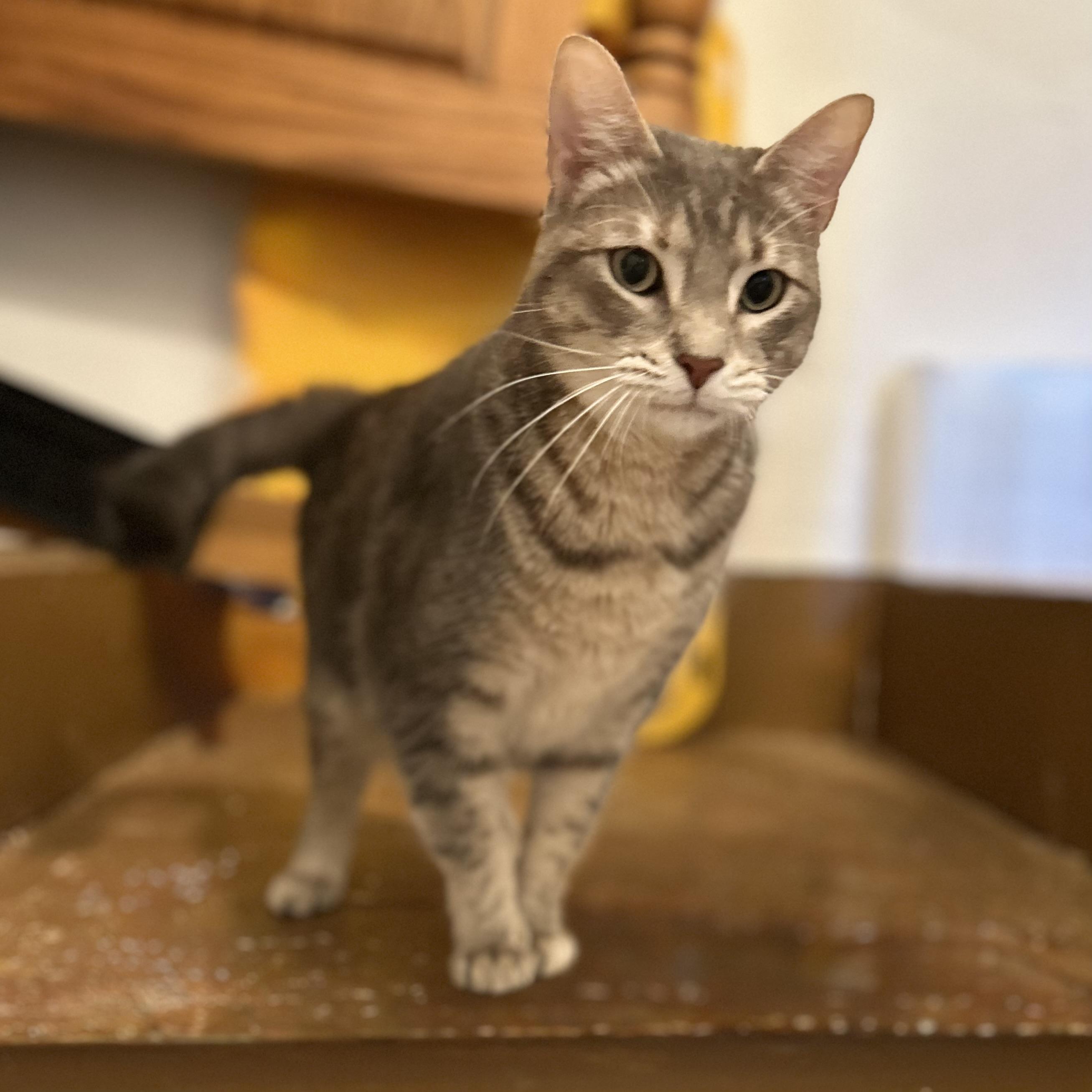 Tequila, ADOPTABLE, Young Female Domestic Short Hair.