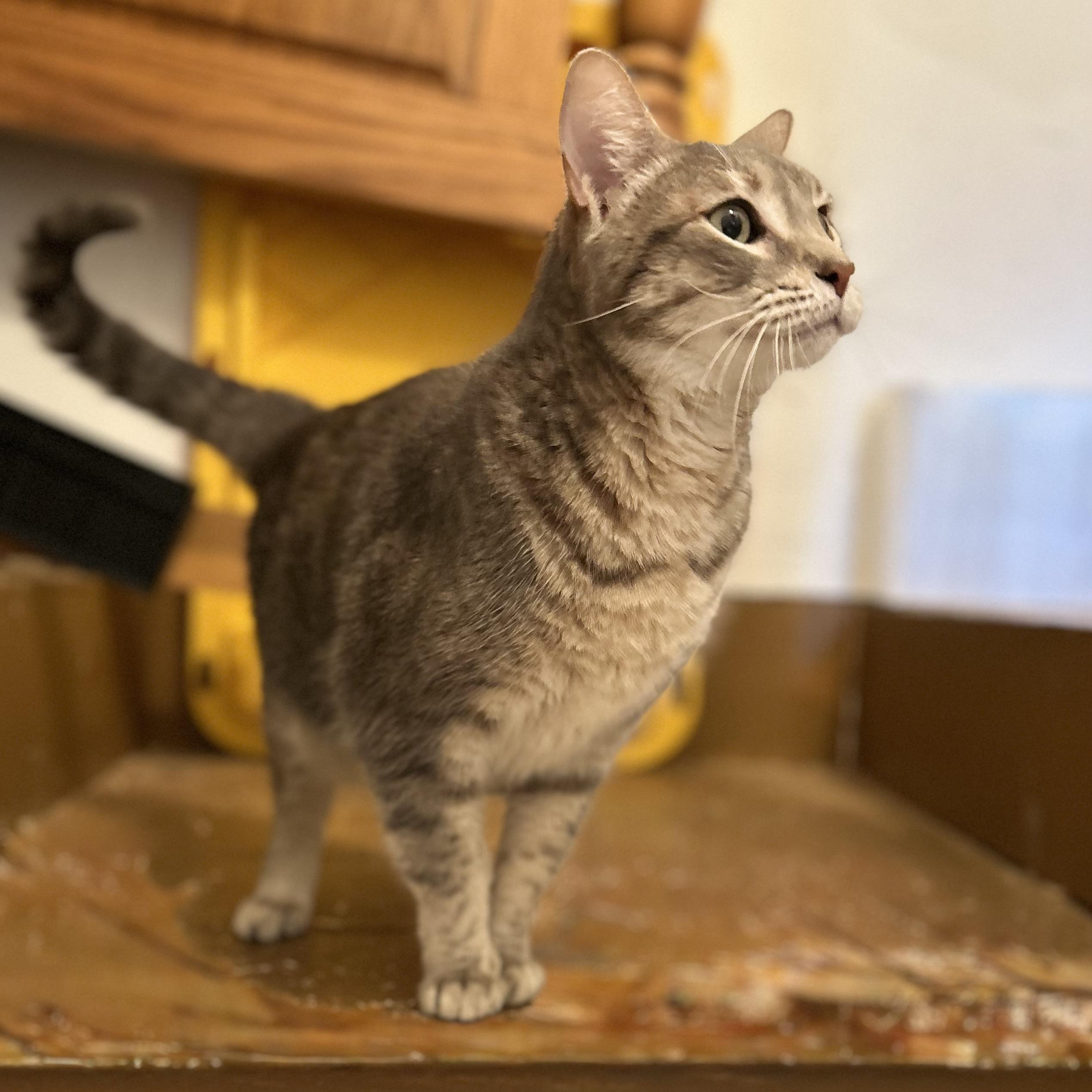Tequila, a ADOPTABLE Domestic Short Hair in Norwalk, CT image 2/4