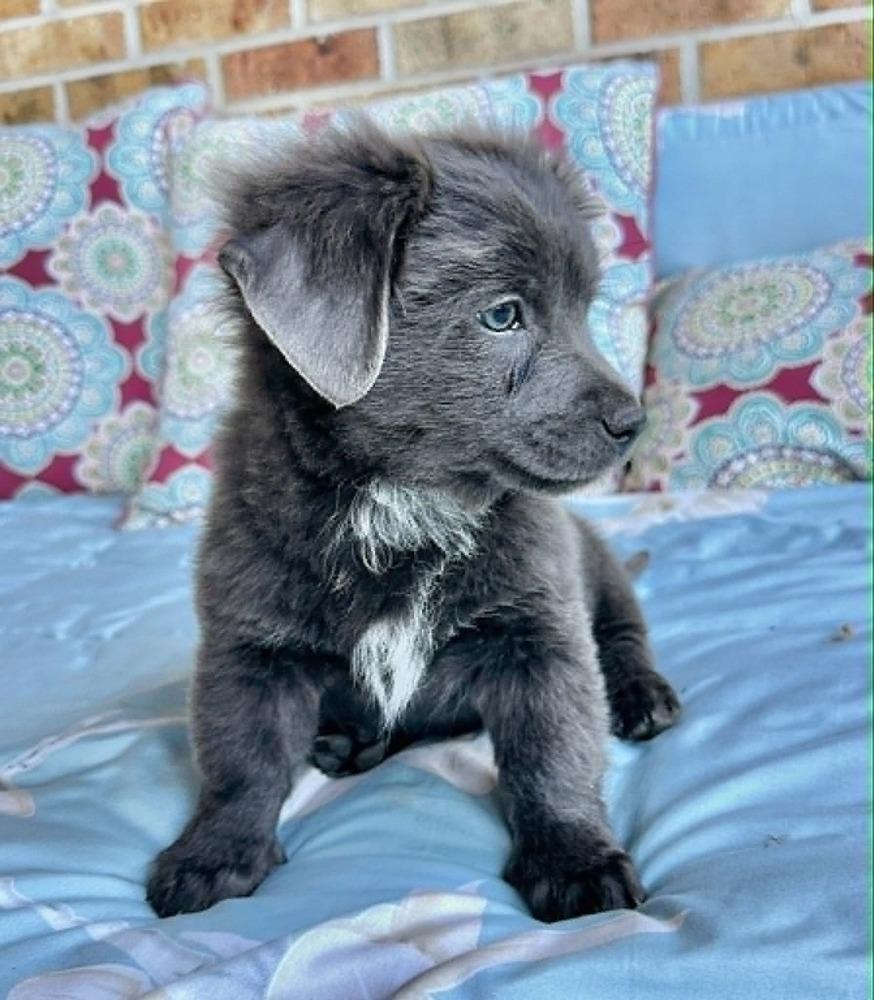 Bently, Adoptable, Puppy Male Collie & Shepherd.