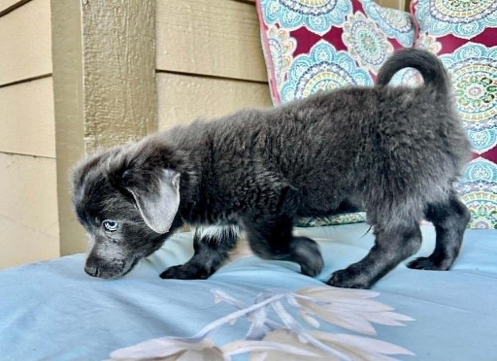 Bently, a Adoptable mixed breed in Boulder, CO image 2/3