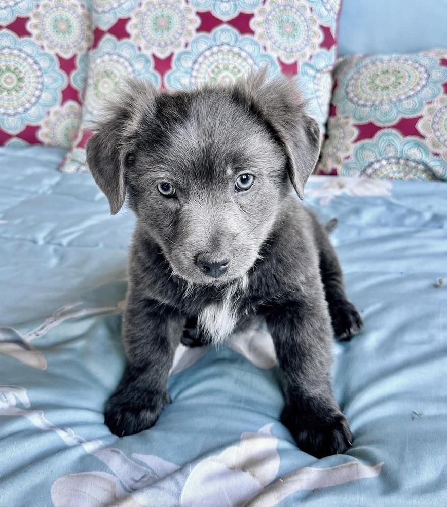 Bently, a Adoptable mixed breed in Boulder, CO image 3/3