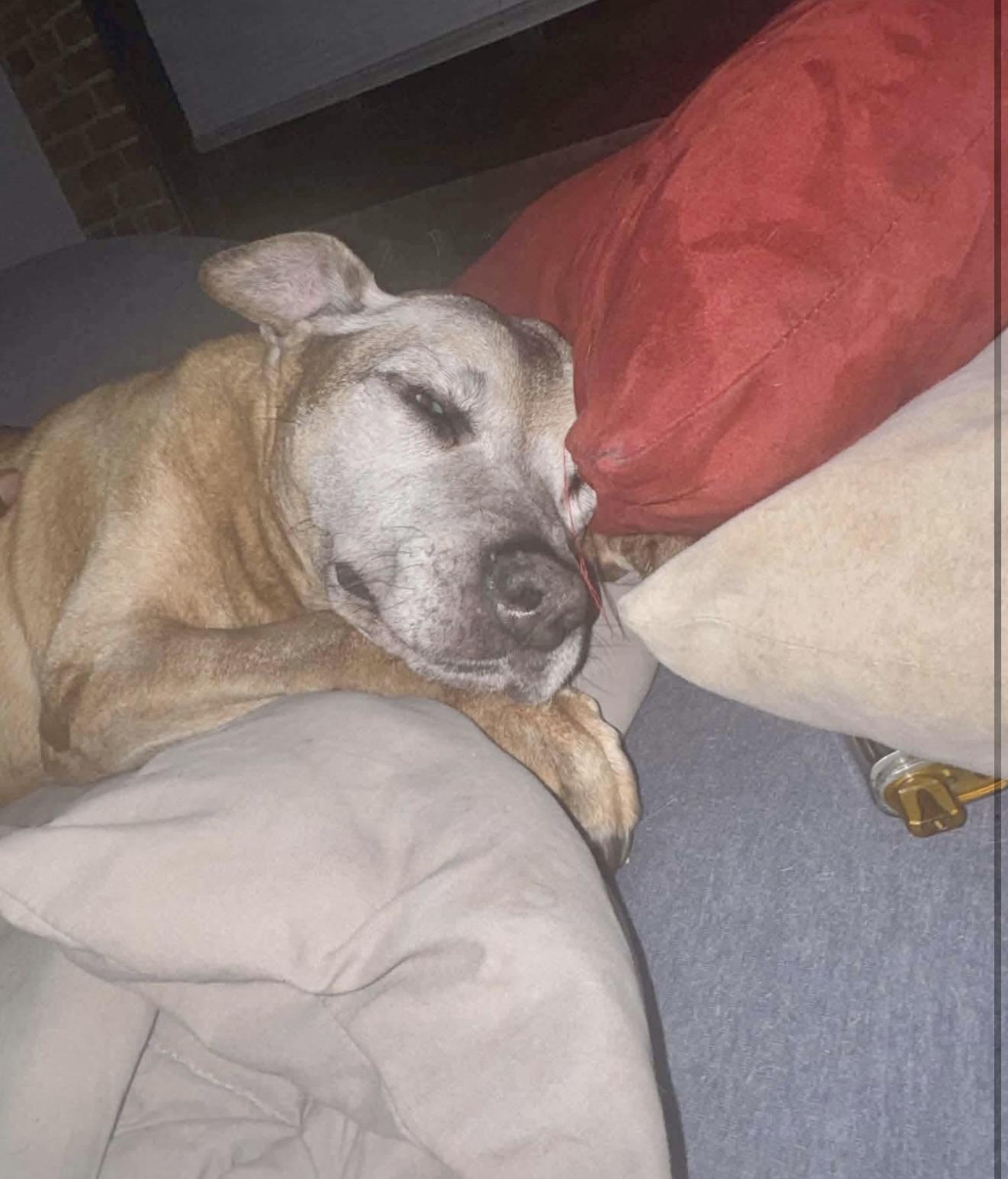 Bubbie, adopted, Senior Male Mixed Breed.