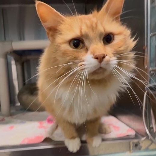 Mango, adopted, Adult Female Domestic Medium Hair.