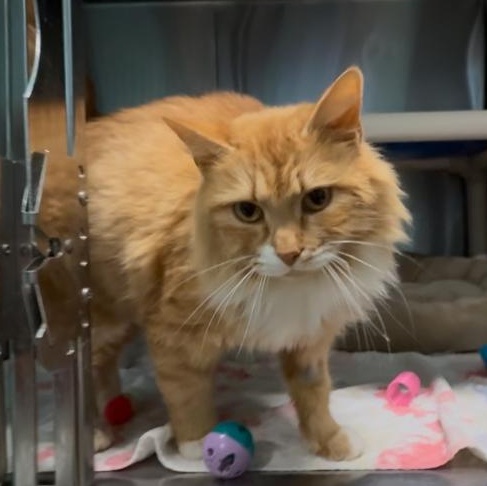 Mango, an adopted Domestic Medium Hair in Marion, NC image 2/2