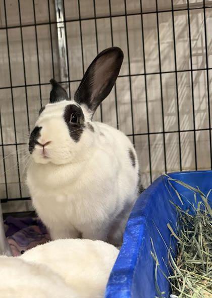 Enlarge Fried Pickles, a Adoptable American in Annapolis, MD image 1/1