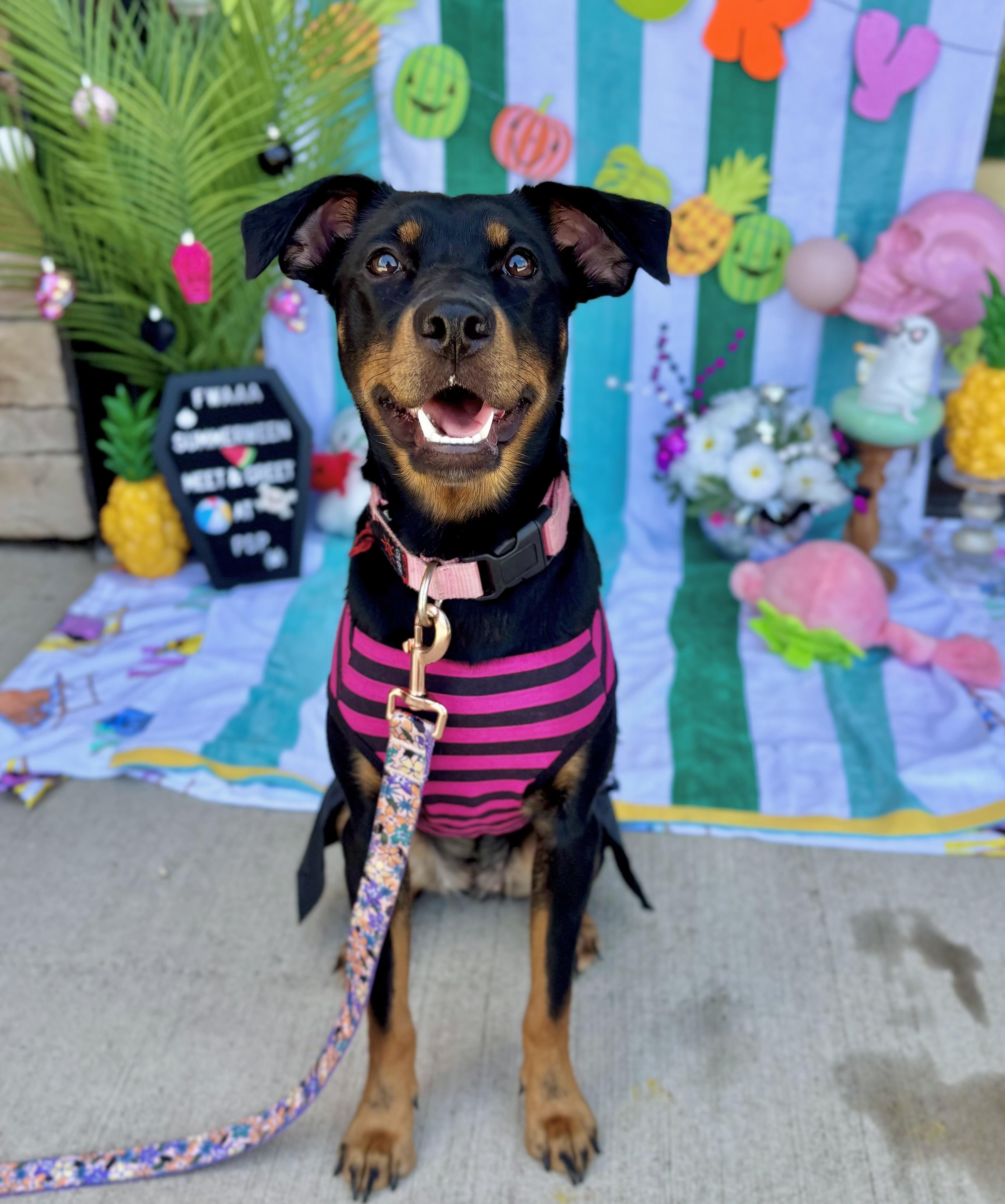 Lana, adoptable, Puppy Female Doberman Pinscher & Chihuahua.