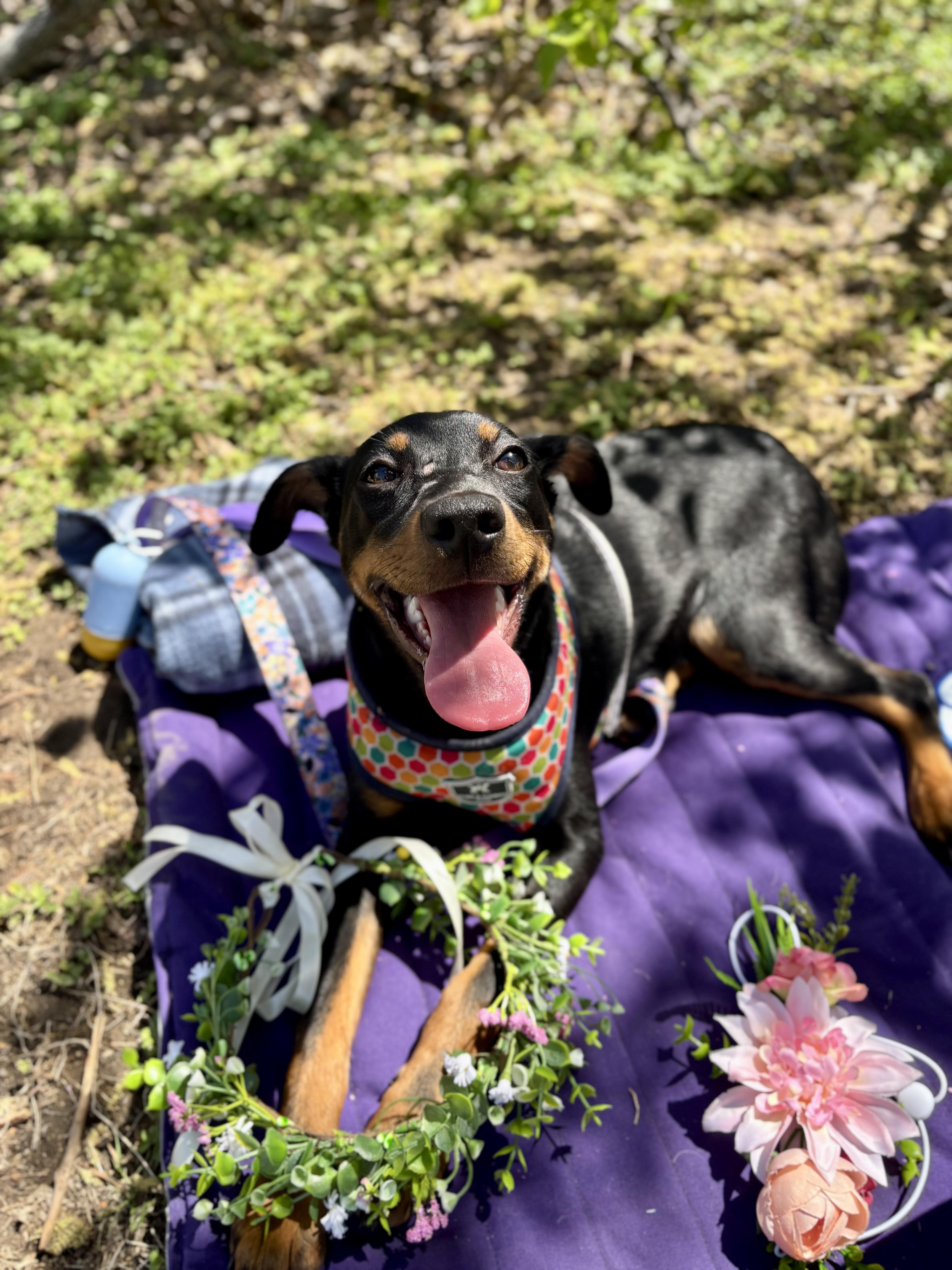 Lana, adoptable, Puppy Female Doberman Pinscher & Chihuahua.