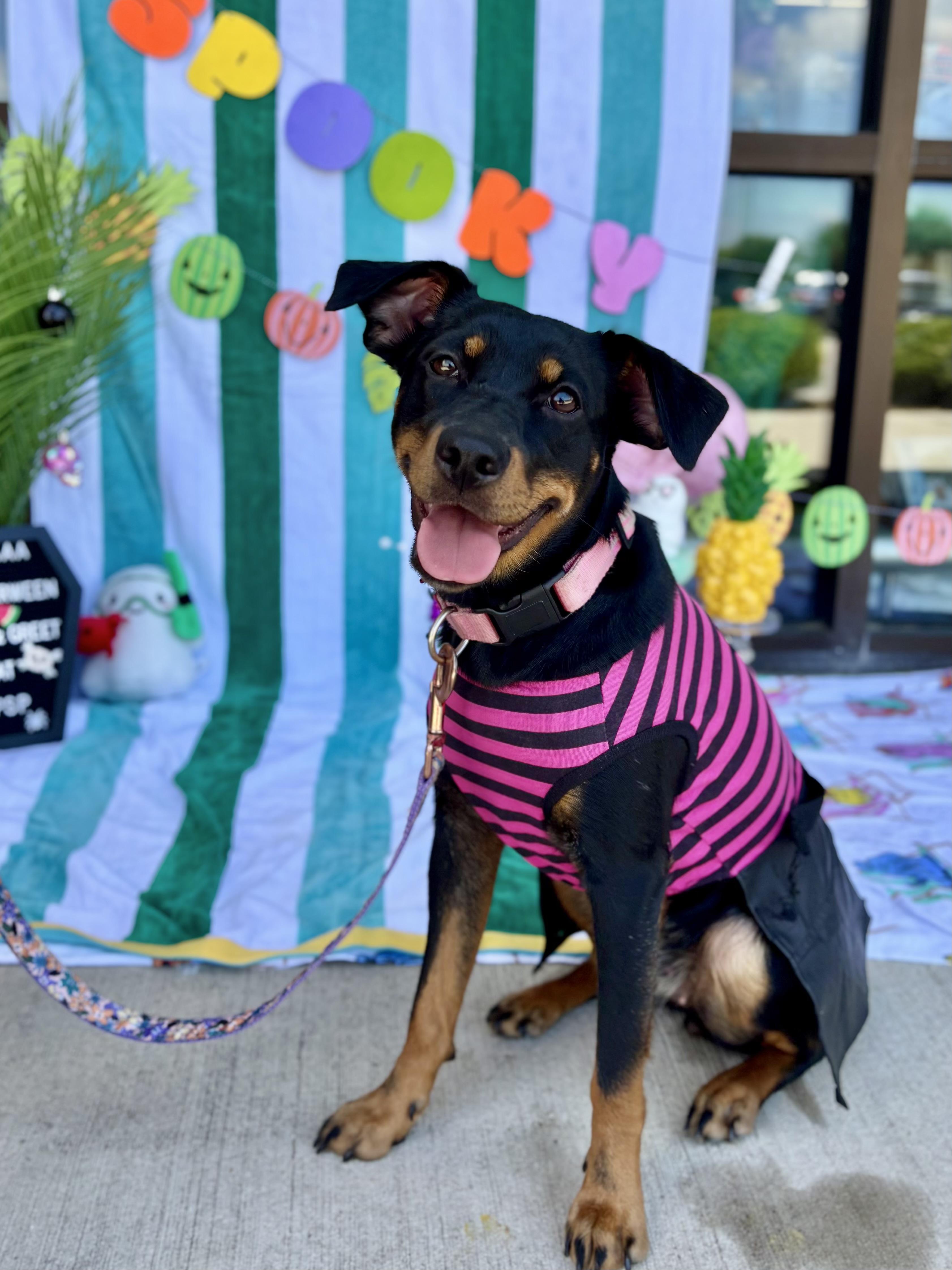 Enlarge Lana, an adoptable mixed breed in Benbrook, TX image 3/3