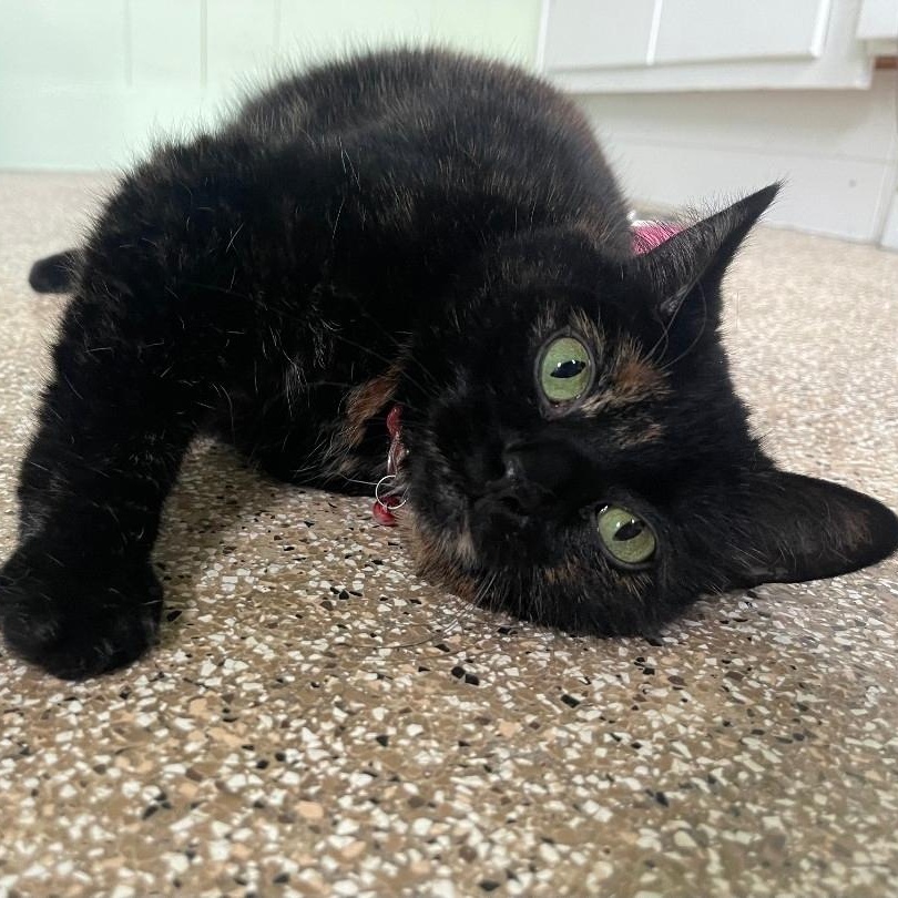 Lucy - Bonded to Legend