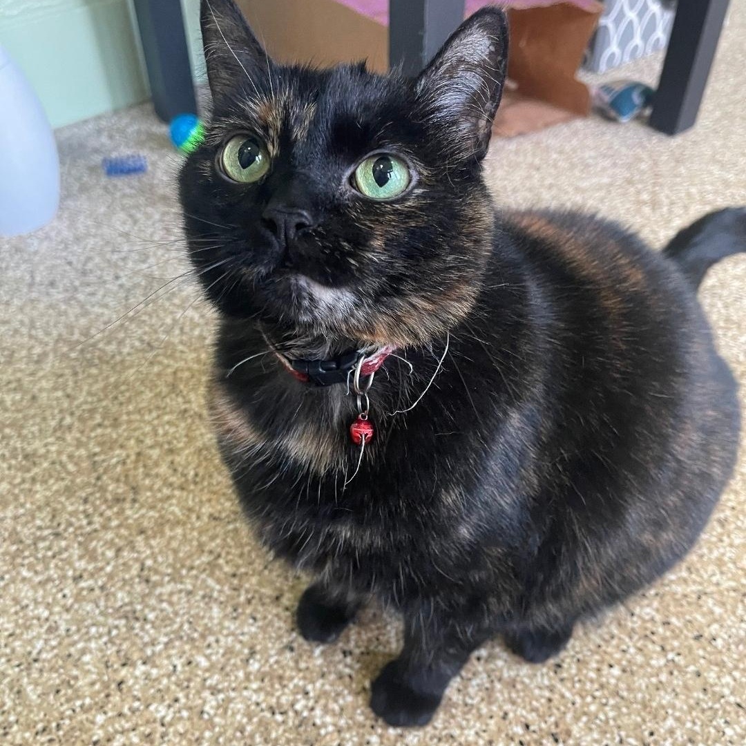 Lucy - Bonded to Legend