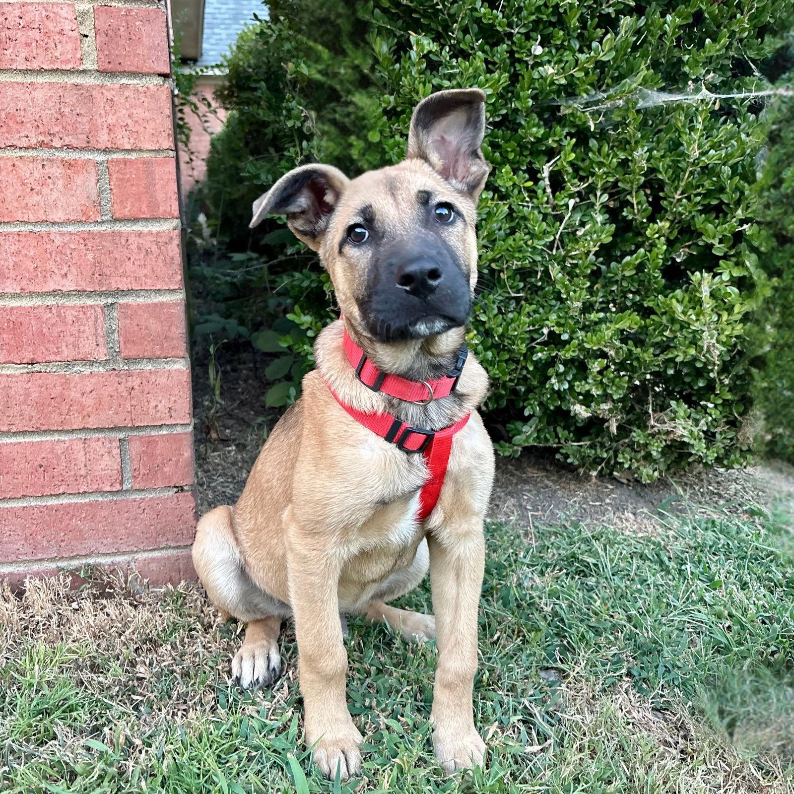 SIMBA