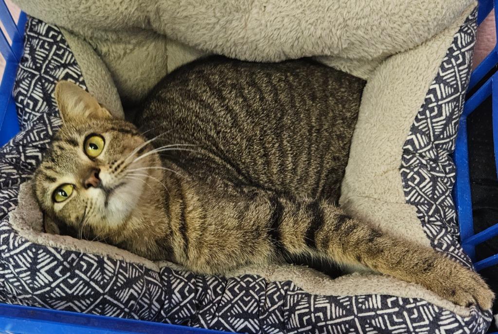 Bonnie, Adoptable, Young Female Domestic Short Hair.