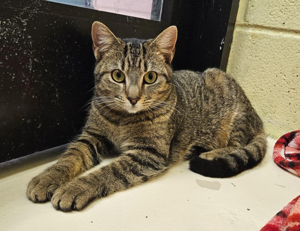 Bonnie, Adoptable, Young Female Domestic Short Hair.