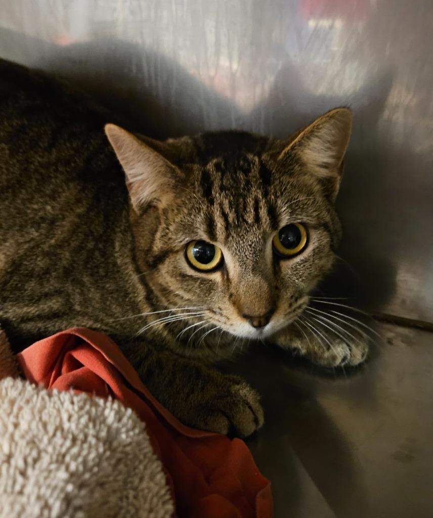 Bonnie, Adoptable, Young Female Domestic Short Hair.