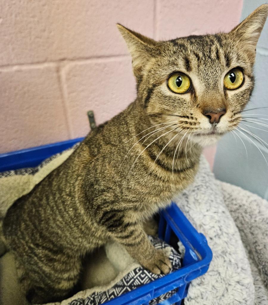 Enlarge Bonnie, a Adoptable mixed breed in Sherwood, AR image 3/6