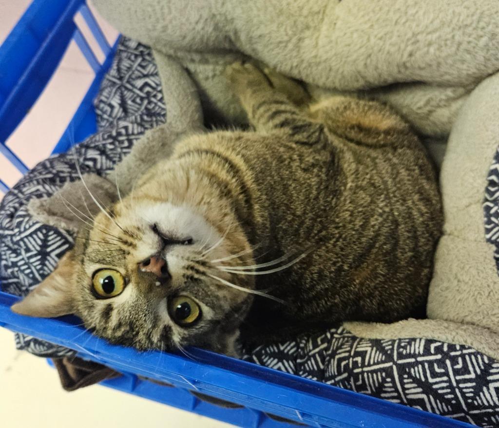 Enlarge Bonnie, a Adoptable mixed breed in Sherwood, AR image 4/6