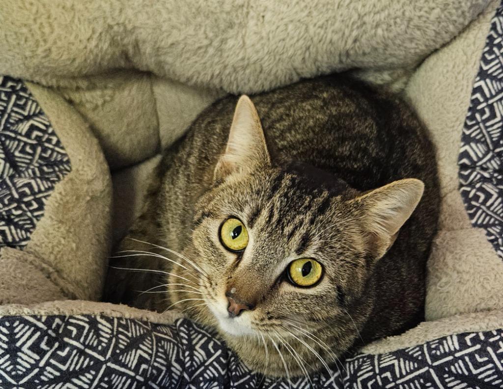 Enlarge Bonnie, a Adoptable mixed breed in Sherwood, AR image 5/6