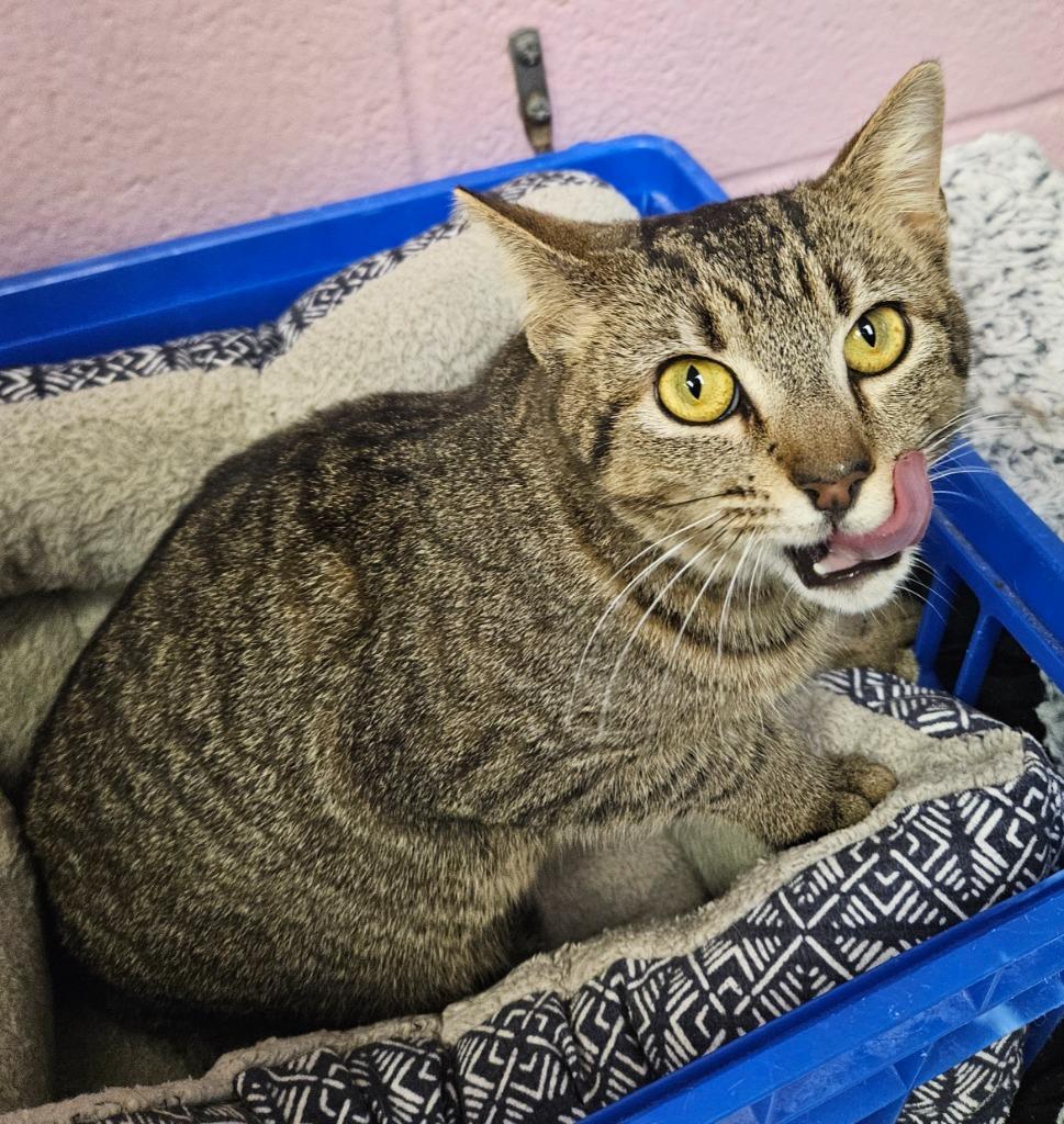 Enlarge Bonnie, a Adoptable mixed breed in Sherwood, AR image 6/6