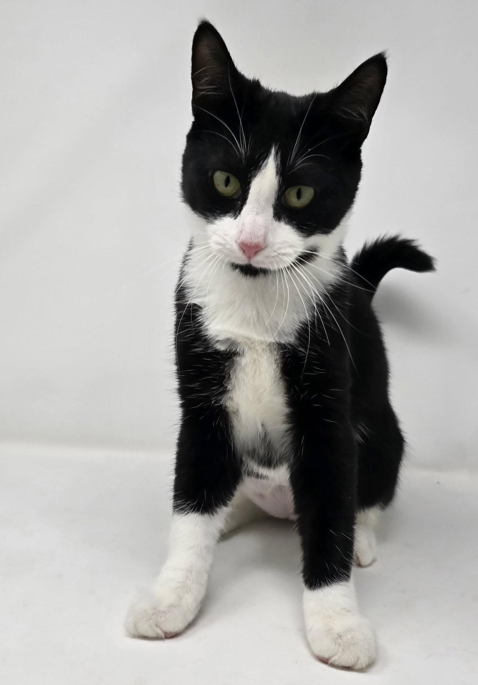 Enlarge Woody, a Adoptable Tuxedo in Crompond, NY image 1/3