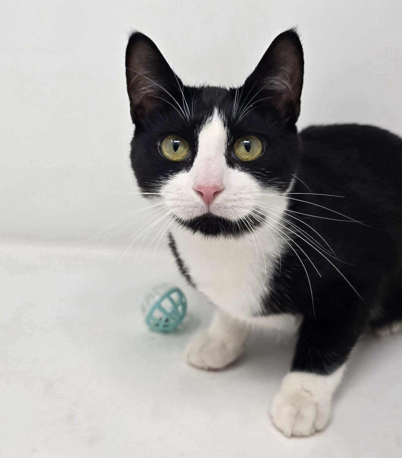 Enlarge Woody, a Adoptable Tuxedo in Crompond, NY image 2/3