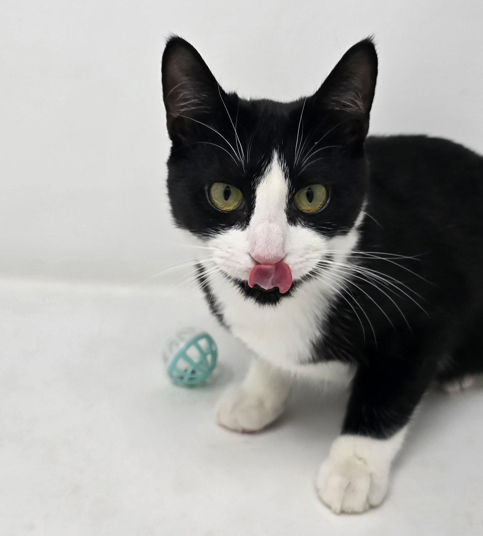 Enlarge Woody, a Adoptable Tuxedo in Crompond, NY image 3/3