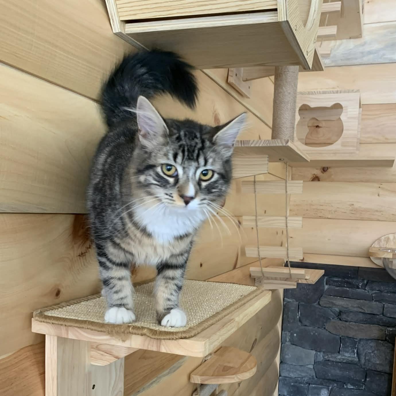 Enlarge Leonardo, an adopted mixed breed in Hawley, PA image 5/6