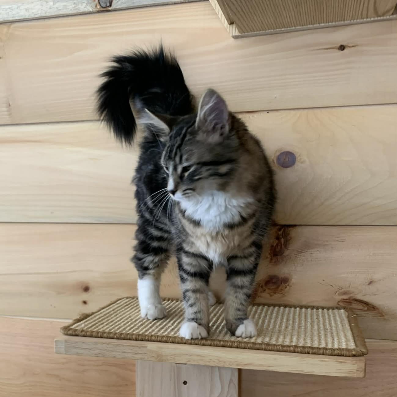 Enlarge Leonardo, an adopted mixed breed in Hawley, PA image 6/6