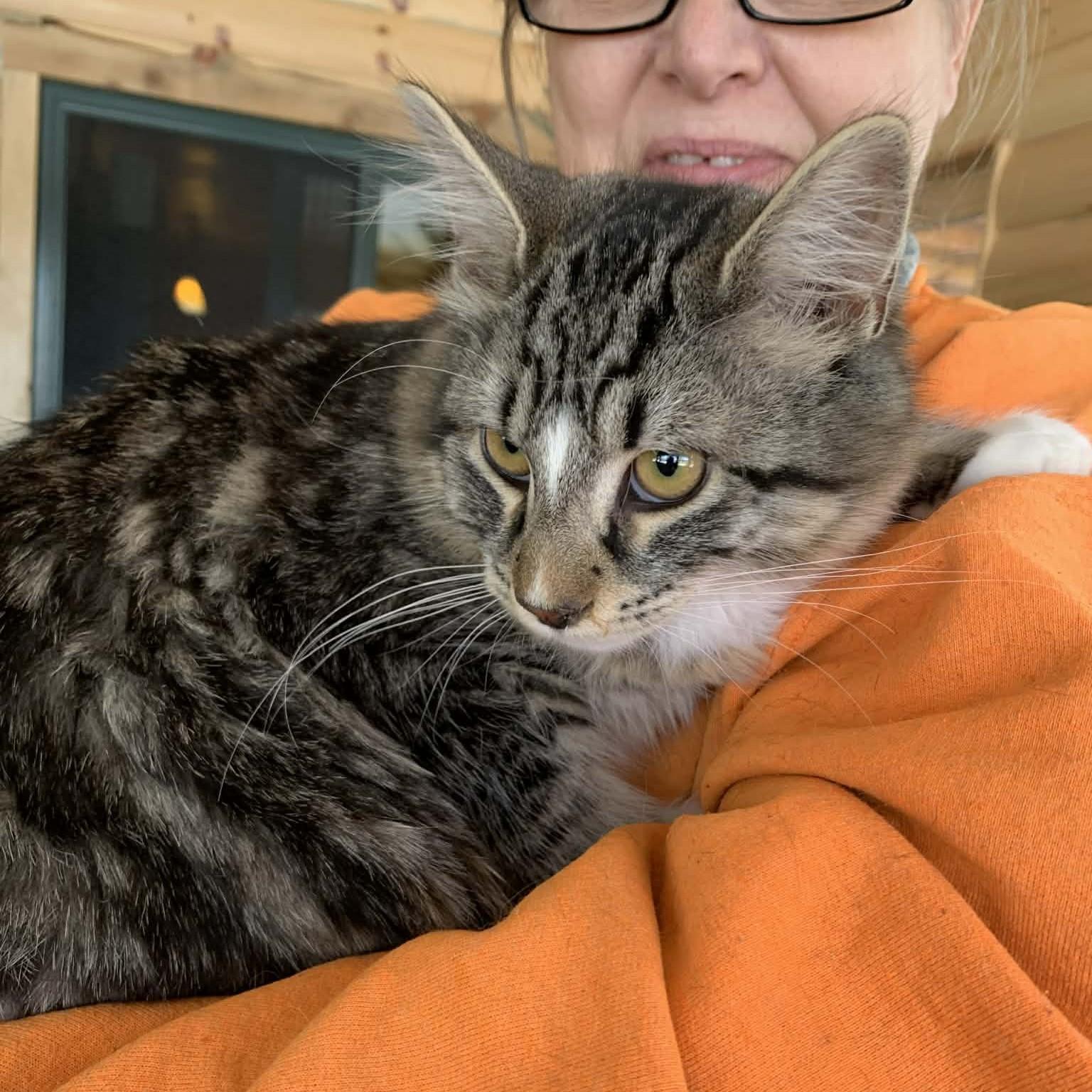 Enlarge Leonardo, an adopted mixed breed in Hawley, PA image 4/6