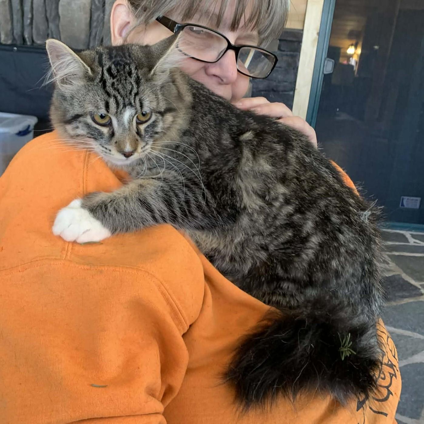 Enlarge Leonardo, an adopted mixed breed in Hawley, PA image 3/6