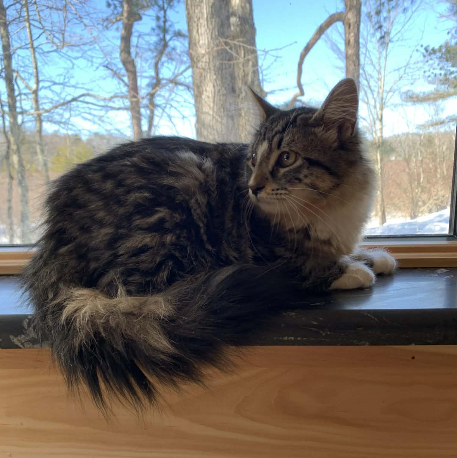 Leonardo, adopted, Kitten Male Maine Coon & Tabby.