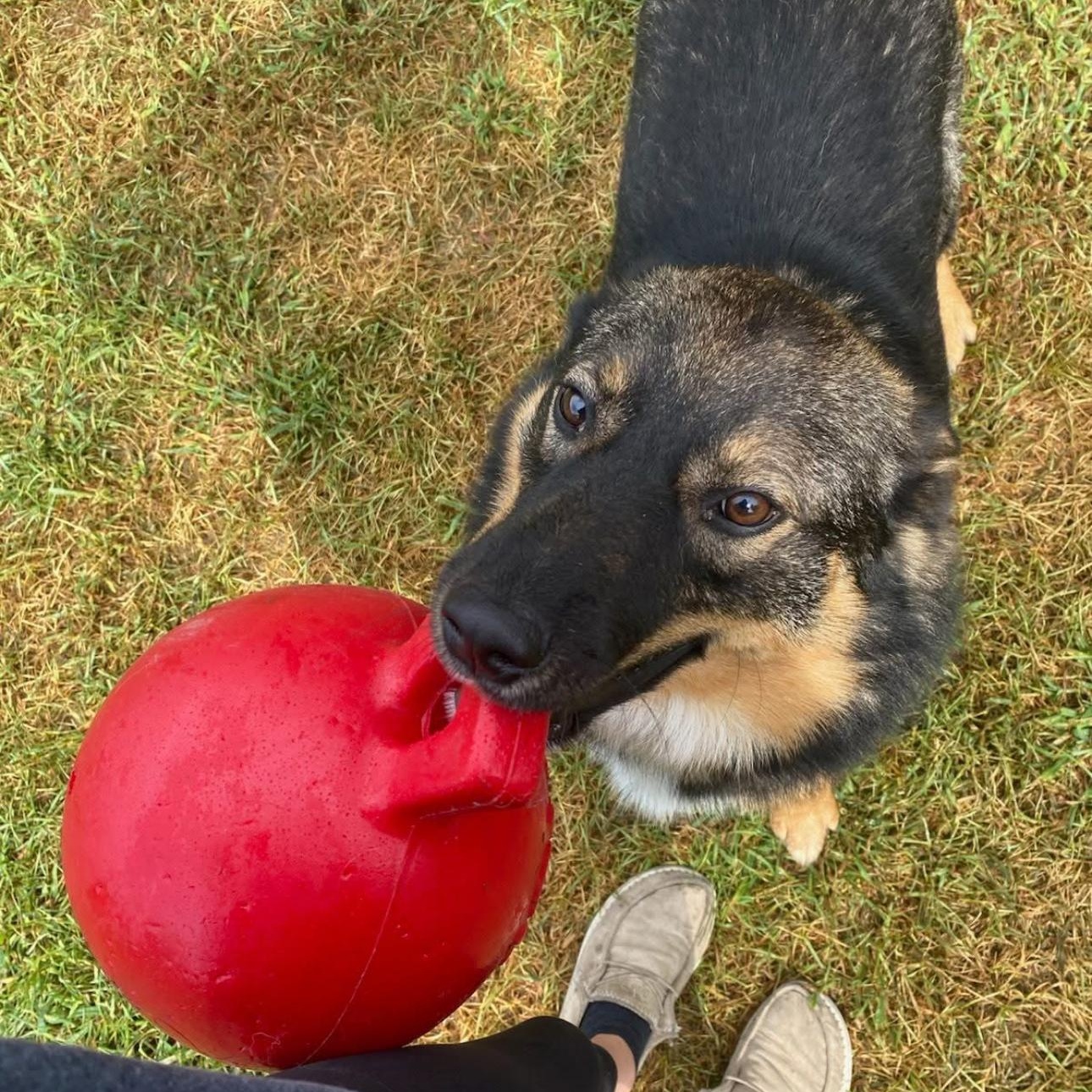 Summit, a Adoptable Mixed Breed in Mount Pleasant, MI image 2/5