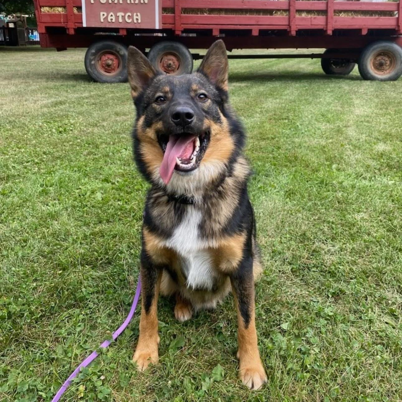 Summit, a Adoptable Mixed Breed in Mount Pleasant, MI image 5/5