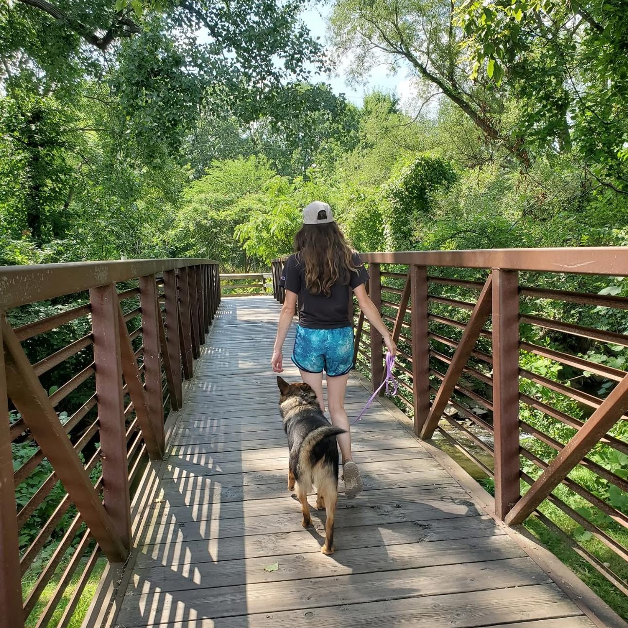 Summit, a Adoptable Mixed Breed in Mount Pleasant, MI image 3/5