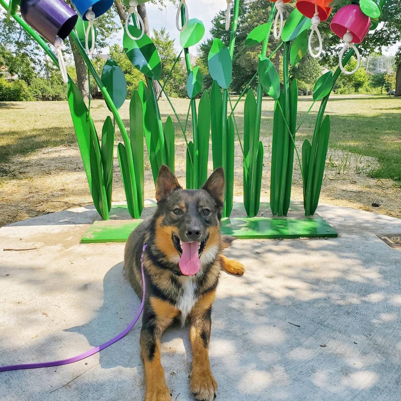 Summit, a Adoptable Mixed Breed in Mount Pleasant, MI image 1/5