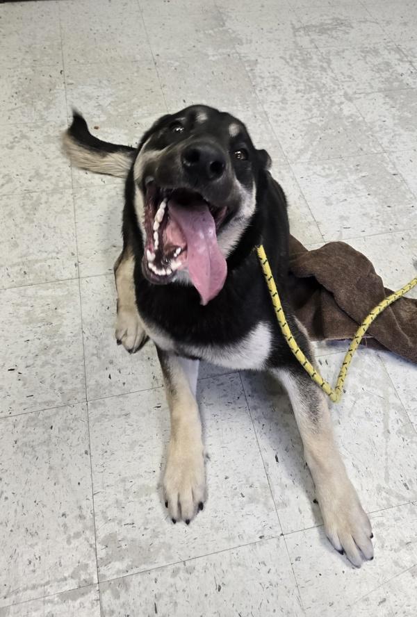 *Phoenix*, Adoptable, Adult Male German Shepherd Dog & Labrador Retriever.