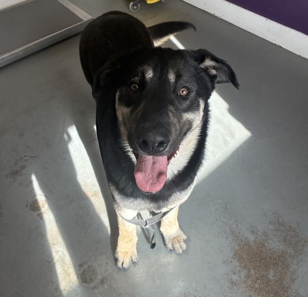 *Phoenix*, a Adoptable mixed breed in Salt Lake City, UT image 2/5